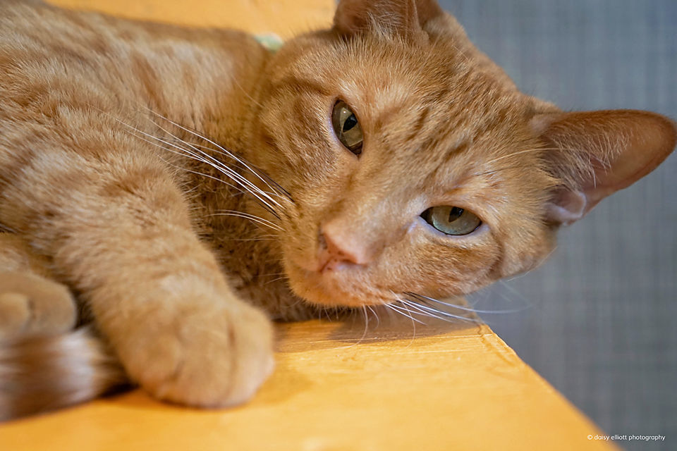 Adopt a friend: Abraham